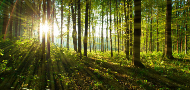 Jak chronione są lasy?